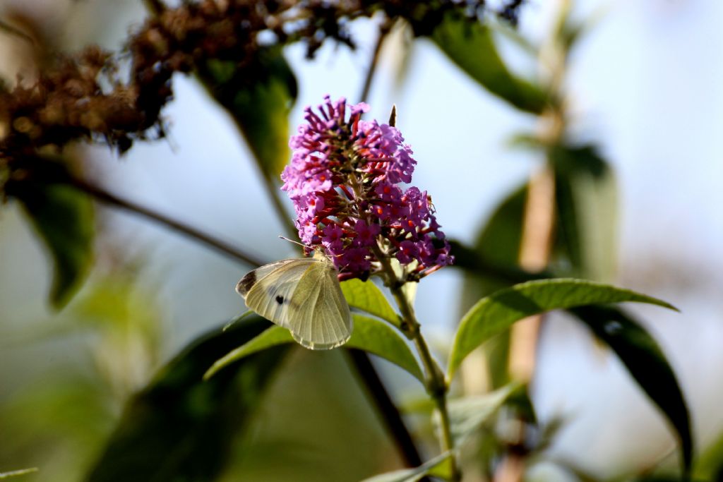 Pieris rapae